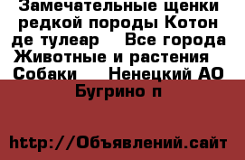 Замечательные щенки редкой породы Котон де тулеар  - Все города Животные и растения » Собаки   . Ненецкий АО,Бугрино п.